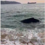 Encalla ballenato en riscos de playa de Acapulco