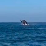 Sorprende avistamiento de un grupo de ballenas en costas de Guerrero