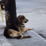 Reactivan juicio a presunto asesino de perro callejero en Chilpancingo